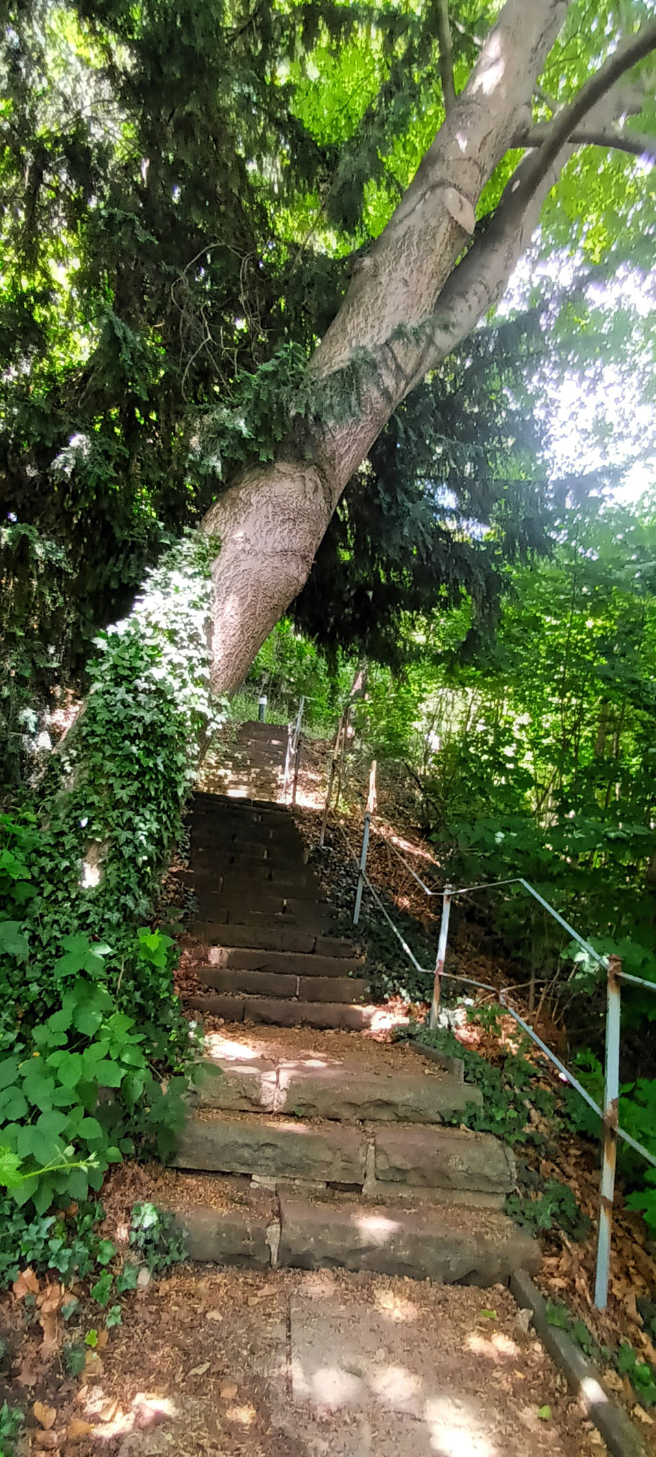 Verwunschene Treppe auf dem Waldweg in Richtung Schatz